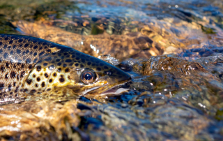 How To Tell What Trout Are Feeding On