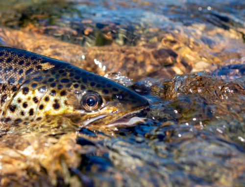 How To Tell What Trout Are Feeding On