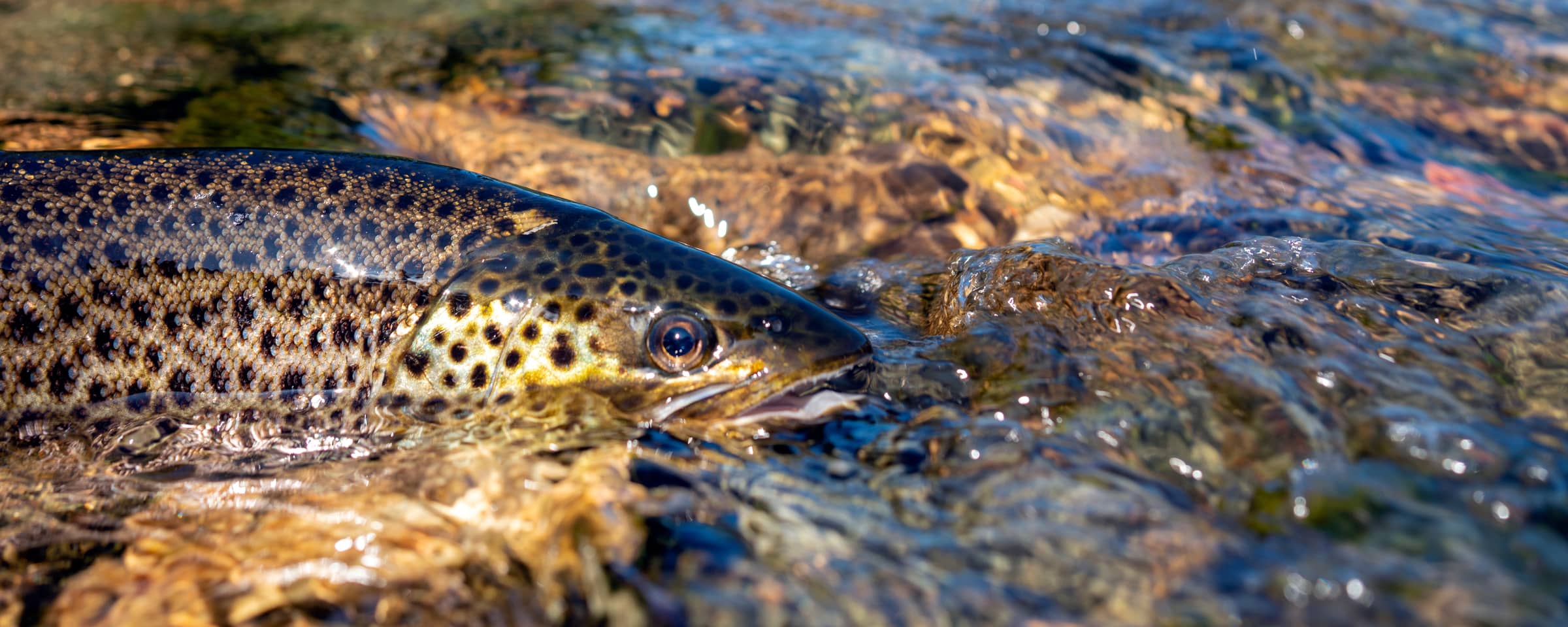 How To Tell What Trout Are Feeding On