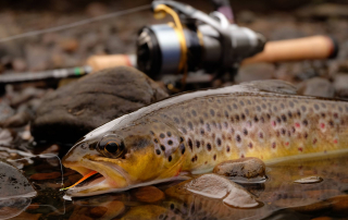 Trout Fishing with Spinning Reel